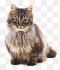 Cat Condo Casco Pet - Uk Emoji,Lying On Floor Cat Emoji