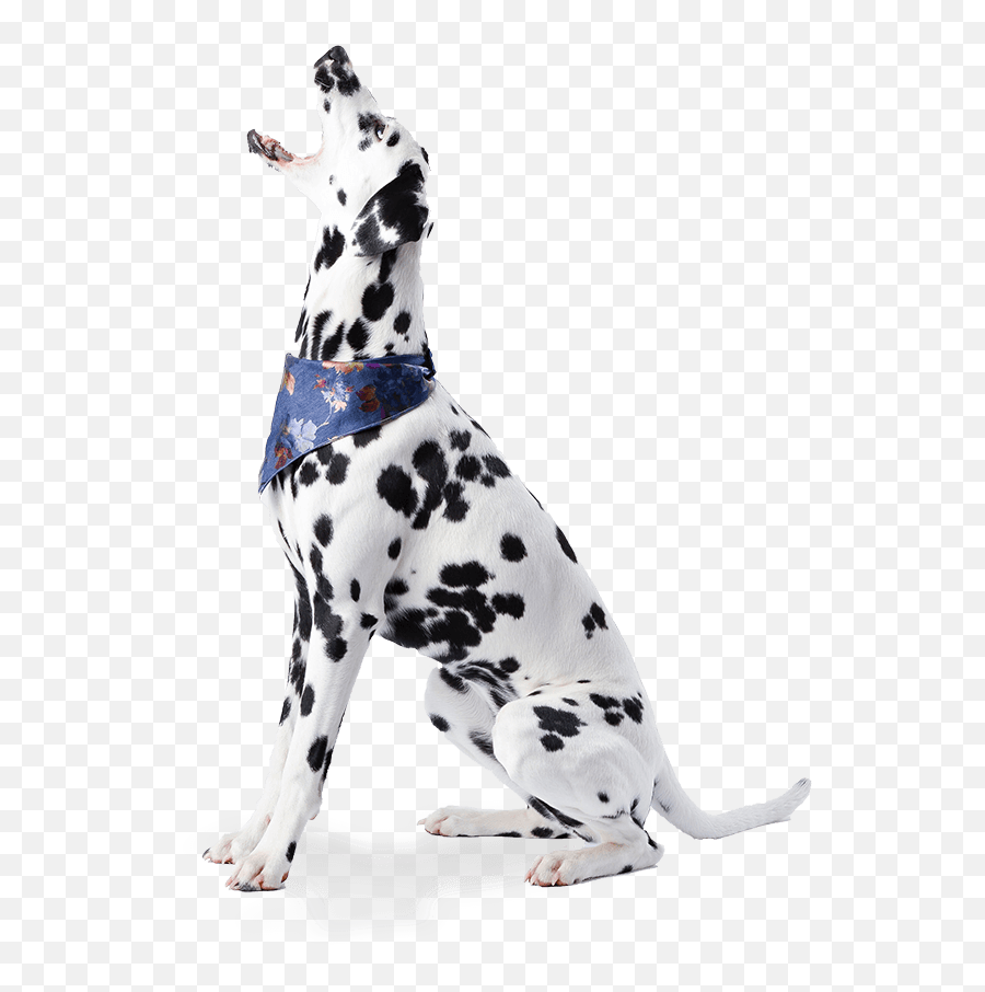 Training Wag N Tails Dog Activity - Dalmatian Sit Png Emoji,Canine Emotions