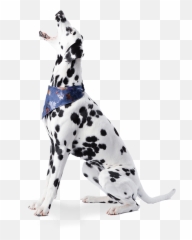 Training Wag N Tails Dog Activity - Dalmatian Sit Png Emoji,Canine Emotions