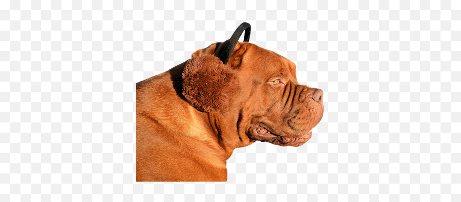 100 Free Dog Isolated U0026 Dog Photos - Pixabay Honden Grappige Fotos Png Emoji,Dog Ear Emotions