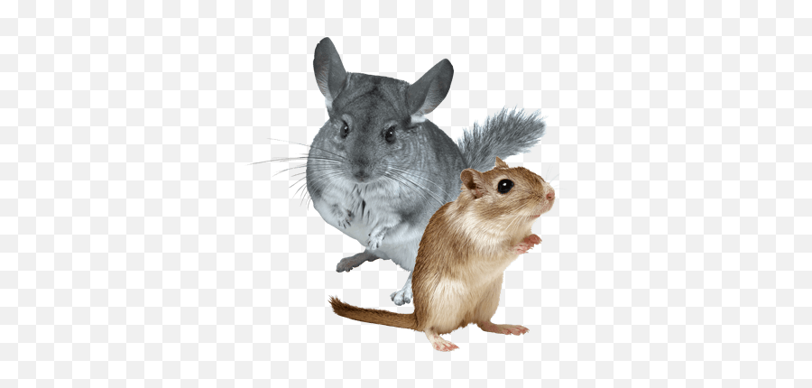 Small Pet - Gerbil And Chinchilla Emoji,Gerbil Tail Emotions