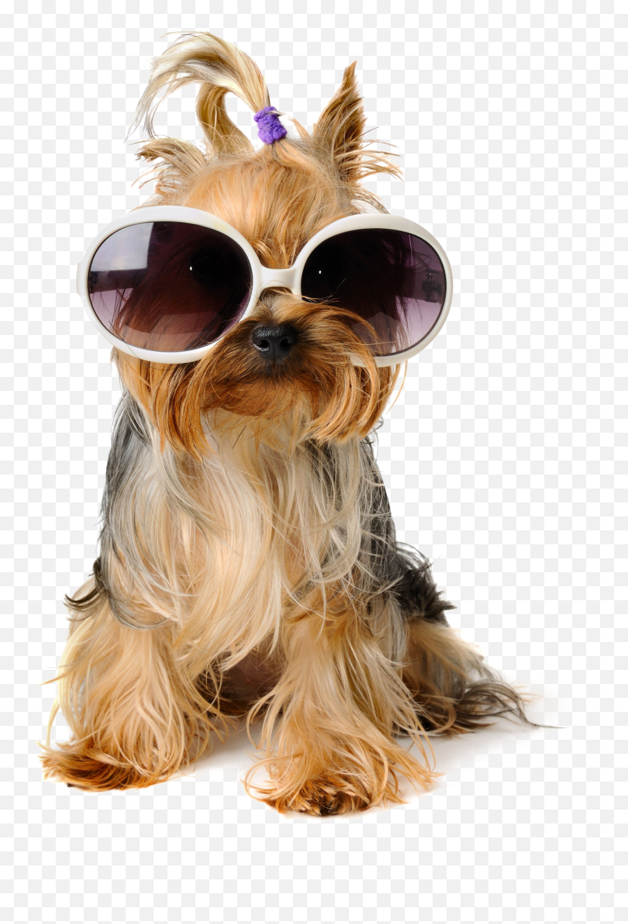 Download Shaggy Sitting Pet Greeting Emoji,Emoticon Happy Birthday Dog