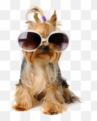 Download Shaggy Sitting Pet Greeting Emoji,Emoticon Happy Birthday Dog