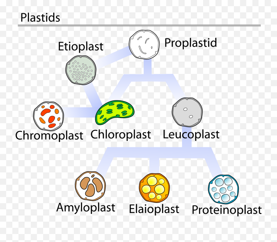 Why Do Plants Store Energy As Carbohydrates And Not As Fats - Plastids Emoji,Emotions Stored In Fat Cells And Muscles