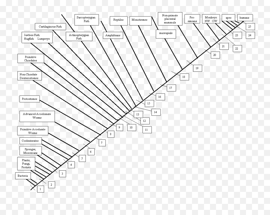 Untitled Document - Real Cladogram Emoji,How Do You Show The Emotion Spells For Tibia