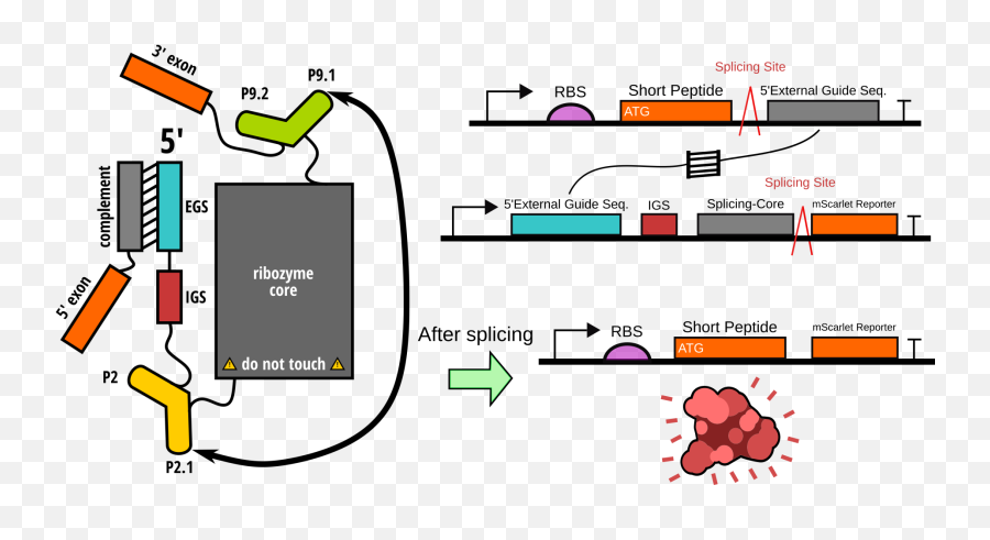 Teamheidelbergposter - 2020igemorg Emoji,Field Guide To Emotions Newby Watkins
