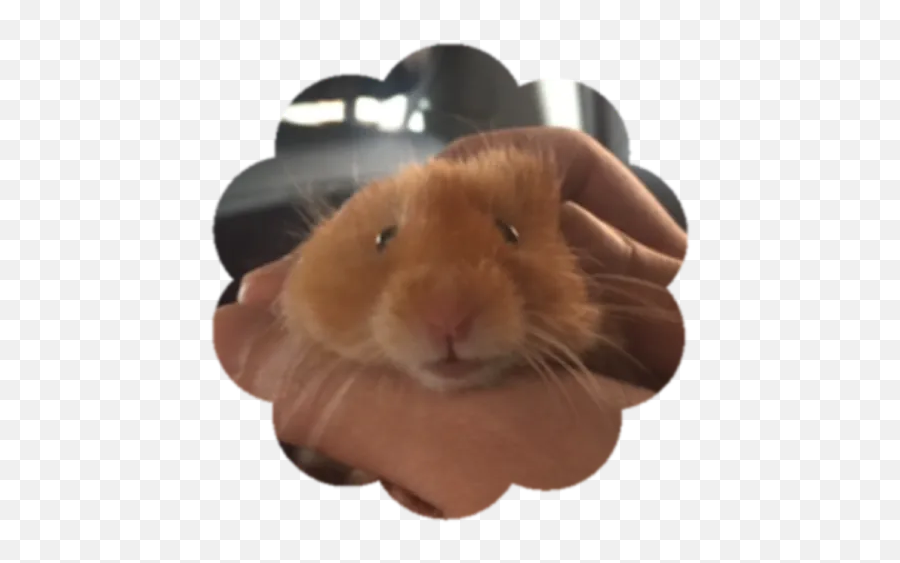 Kiko 2 By You - Sticker Maker For Whatsapp Emoji,We Need A Guinea Pig Emoji