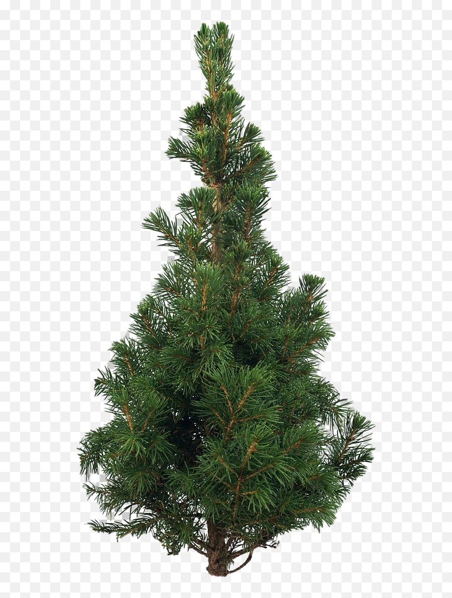 Artificial Christmas Tree Png Pic Png Mart Emoji,Cristmas Tree Emoji