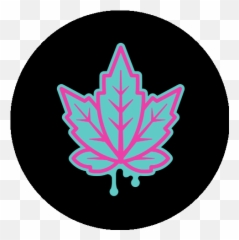 Gmo Ambrosia Solventless Jam - Apothecary Extracts Emoji,Mai Tai Emoji