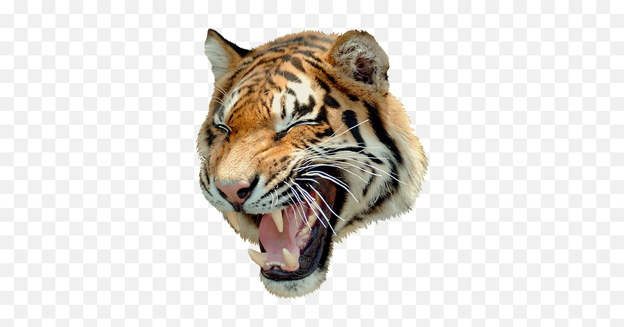 Download Hd Angry Tiger Png - Uncle Grandpa Tiger Angry Hd Images Of Tiger Png Emoji,Tiger Emoji Facebook