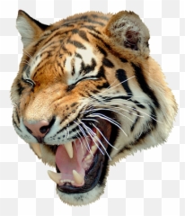 Download Hd Angry Tiger Png - Uncle Grandpa Tiger Angry Hd Images Of Tiger Png Emoji,Tiger Emoji Facebook