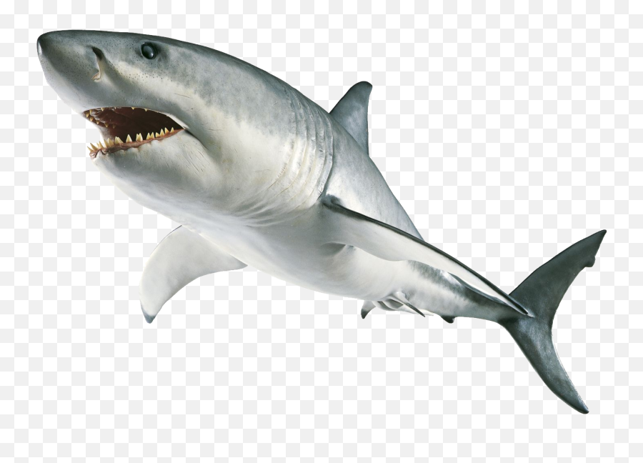 Clipart Shark Megamouth Shark Clipart Shark Megamouth Shark - Shark Png Emoji,Shark Emoji
