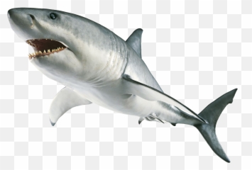 Clipart Shark Megamouth Shark Clipart Shark Megamouth Shark - Shark Png Emoji,Shark Emoji