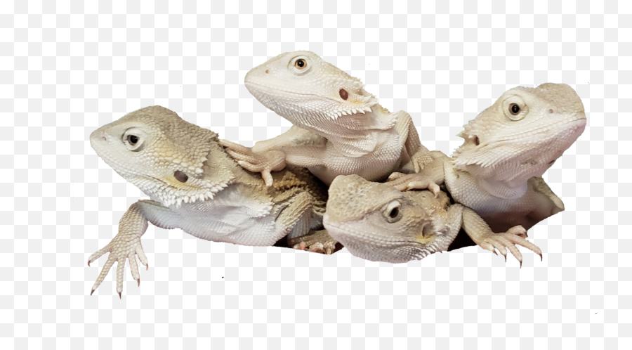 Gnarly Dragons - Iguanids Emoji,Do Bearded Dragons Change Color Do To Emotion