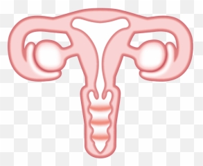 Le Tout Premier Emoji De Vagin Est - Vagina Emoji,Le Monde Secret Des Emojis
