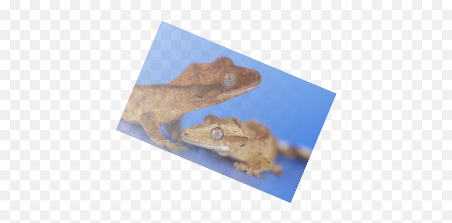 Help - Crested Gecko Emoji,What Does Color Say About Crested Geckos Emotion