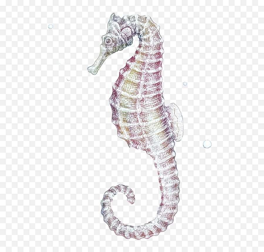 Seahorse Sticker - Northern Seahorse Emoji,Seahorse Emoji