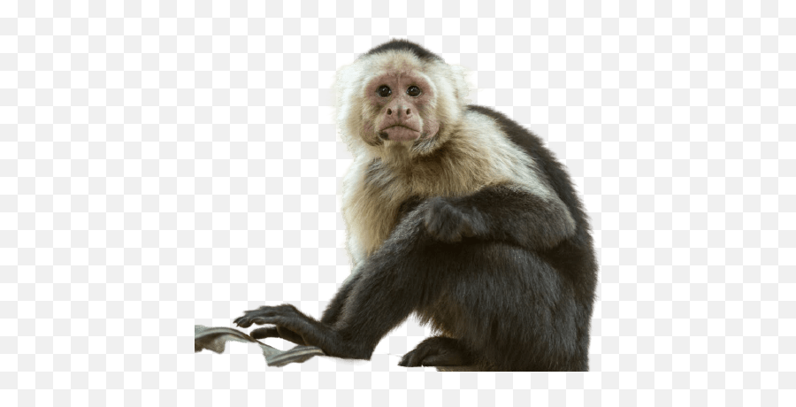 Best 59 Monkey Png Hd Transparent Background A1png - Capuchin Monkey Emoji,Emotions Of A White-faced Capuchin Monkey