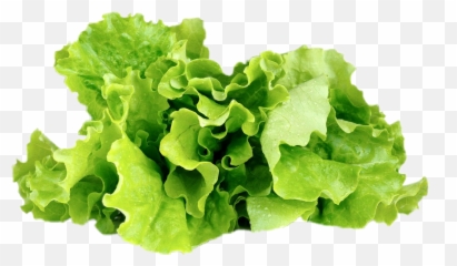 Lettuce Sticker - Lettuce Emoji,Lettuce Emoji