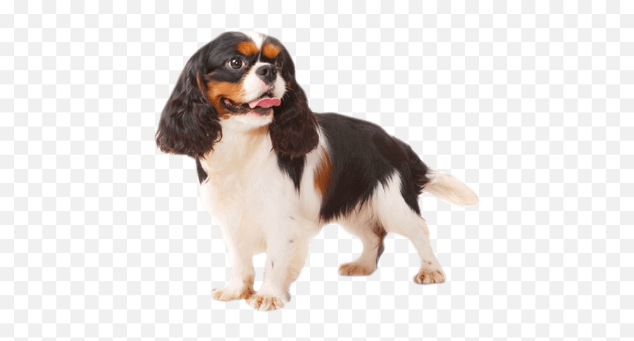 Cavalier King Charles Spaniel Temperament Training Emoji,He Expression Of Emotions In Man And Animals