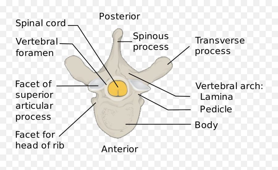 Whatu0027s The Difference Between The Pedicle And The Pars Emoji,Schematic Comparison Of Theories Of Emotion Mcat Psychology