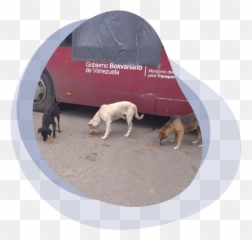 Mydogdata - Dog Supply Emoji,Dog Tail Emotions