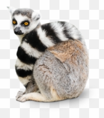 Free Png Images U0026 Free Vectors Graphics Psd Files - Dlpngcom Lemur Emoji,Lemur Emoji