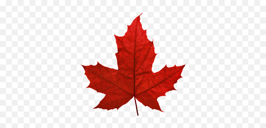 Red Maple Leaf Canada Png Download - Sugar Maple Leaf Transparent Background Emoji,Canadian Leaf Emoji