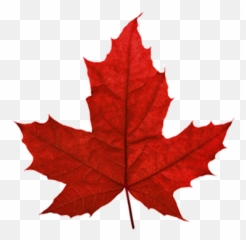 Red Maple Leaf Canada Png Download - Sugar Maple Leaf Transparent Background Emoji,Canadian Leaf Emoji