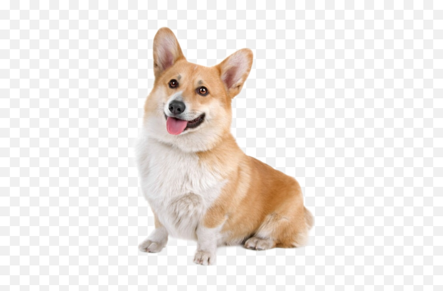 Dog Puppy Corgi Corgi Sticker By - Corgi 3 4 View Emoji,Corgi Emoji