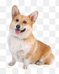 Dog Puppy Corgi Corgi Sticker By - Corgi 3 4 View Emoji,Corgi Emoji
