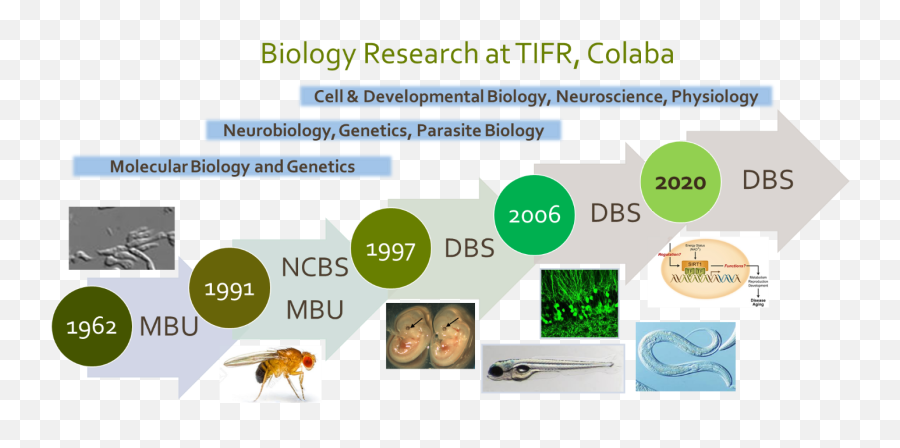 Department Of Biological Sciences Tifr - Language Emoji,Molecules Of Emotion Flipkart