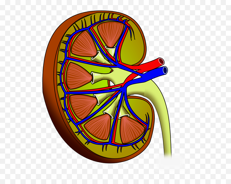 Artificial Kidney Component Passes - Kidney Png Emoji,Kidney Emotions