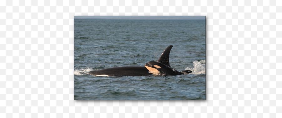 Orcas Starving Breach The Dams Emoji,Orcas Brain Emotions