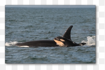 Orcas Starving Breach The Dams Emoji,Orcas Brain Emotions