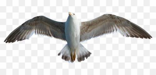Free Birds In Flight Bird Photos - Seagull Png Transparent Emoji,Little Clay Emotion Birds
