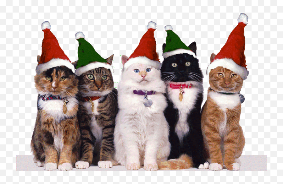 Blog U2014 Curator Pr - Creative Earned Media Agency Funny Cat Christmas Gif Emoji,Emotion Sickness Gif Kim Possible