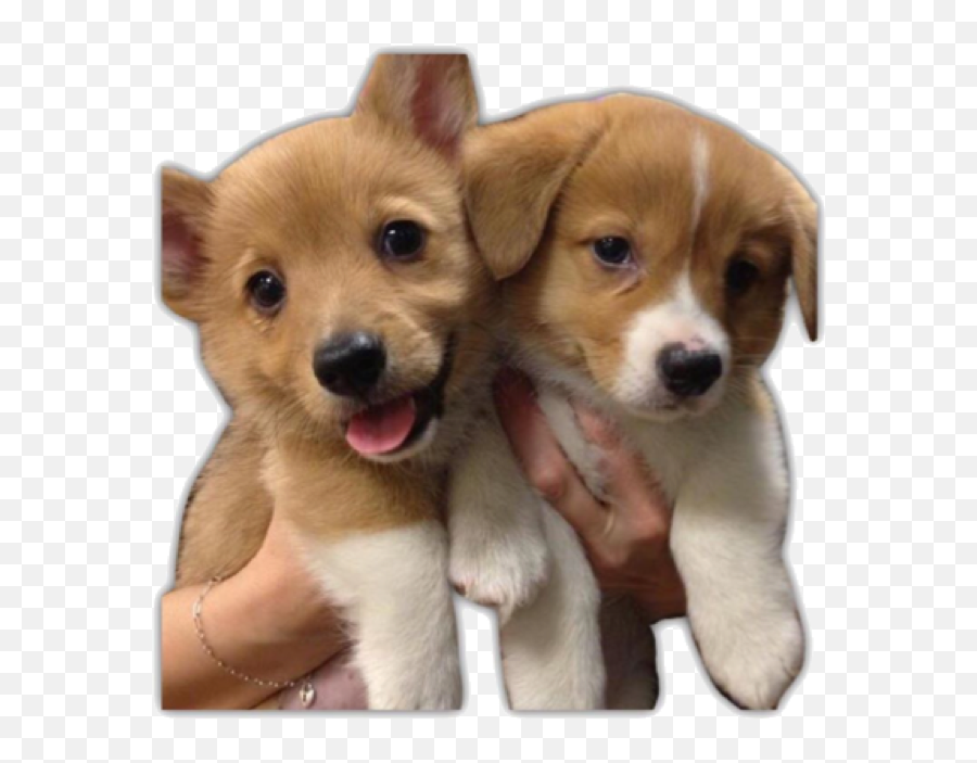 Puppies Puppy Cute Dog Sticker By Icypuppies On Ig - Cute Puppies Emoji,Cute Puppy Emojis