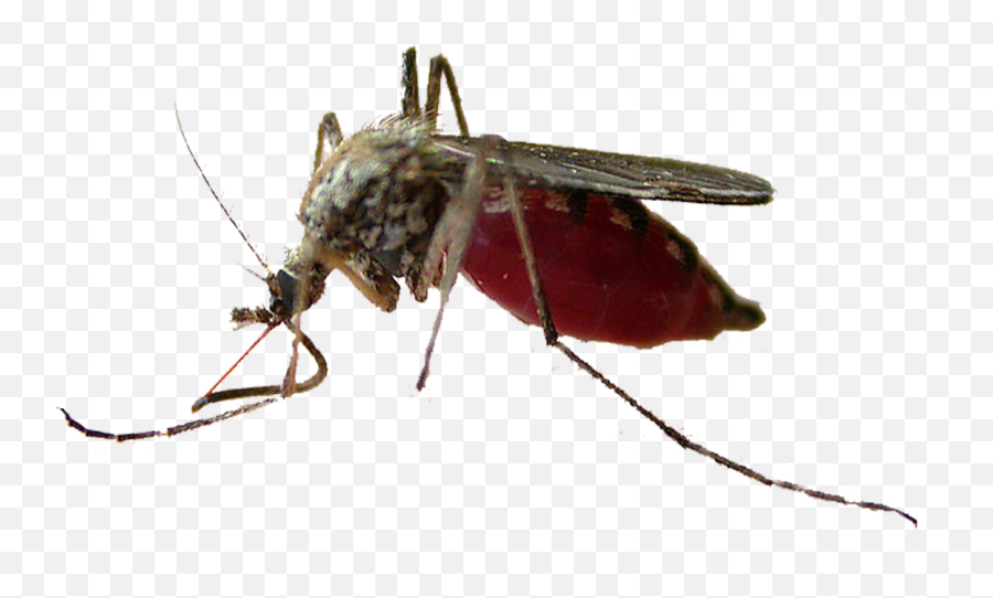 Mosquito Mosquitoes Sticker - Dangerous Mosquito In India Emoji,Miquito Emoji Mosquito Mosquitoes Sticker - Dangerous Mosquito In India Emoji,Miquito Emoji