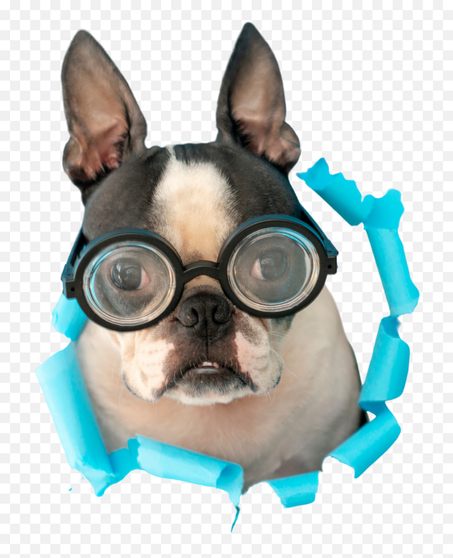 Life With Your Dog - Toy Dog Emoji,Boston Terrier Emoticons