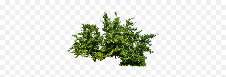 Download Bushes Free Png Transparent Image And Clipart - Bush Png Transparent Emoji,Shrub Emoji