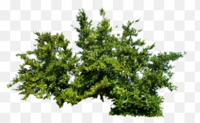 Download Bushes Free Png Transparent Image And Clipart - Bush Png Transparent Emoji,Shrub Emoji