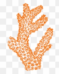 Free Coral Clip Art Cbyg - Clipartix Orange Coral Clipart Emoji,Coral Emoji