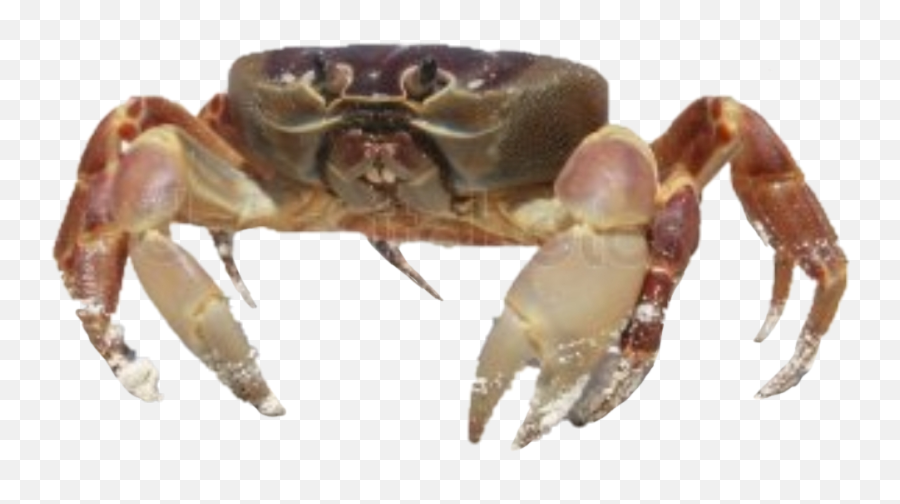 Crab Oceanlife Sticker - Alive Crab At The Beach Emoji,Crab Emoji Meme