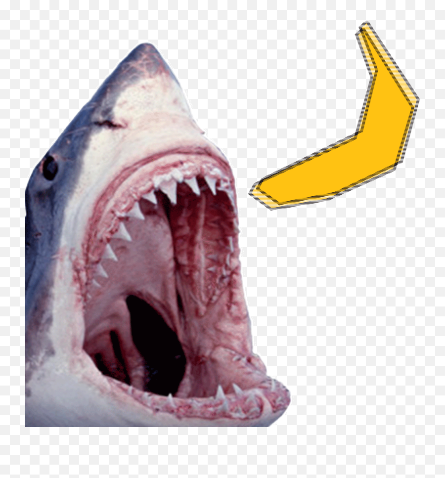 Shark Week Banana Sticker By Equifruit For Ios Android Giphy Emoji,Shark Emoji