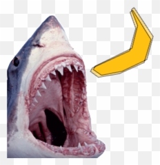 Shark Week Banana Sticker By Equifruit For Ios Android Giphy Emoji,Shark Emoji