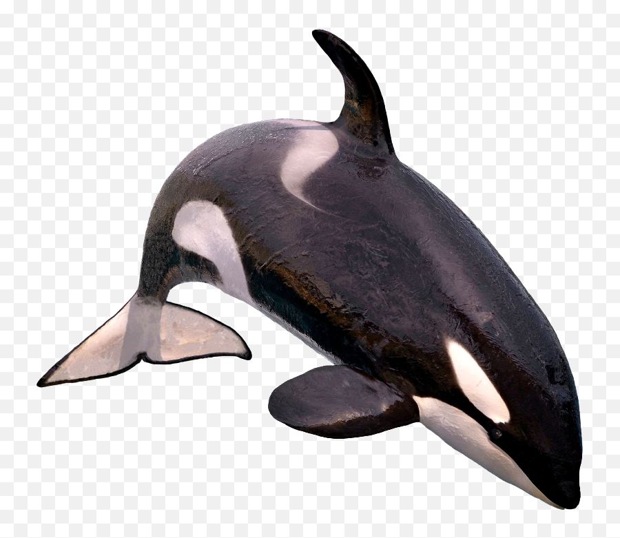 Killer Whales Emoji,Orcas Brain Emotions