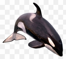 Killer Whales Emoji,Orcas Brain Emotions