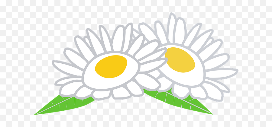 6 Free Chamomile U0026 Daisy Vectors - Pixabay Graficos O Imagenes Relacionadas Con La Manzanilla Emoji,Chamoile Emotions