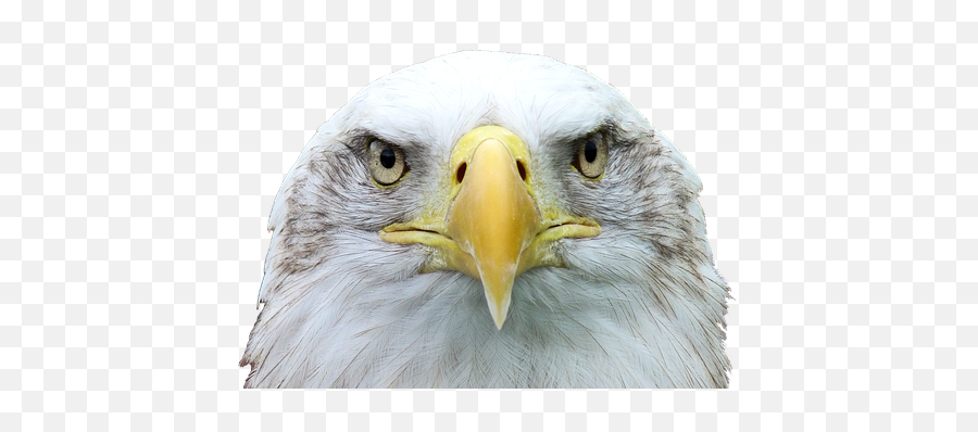 Free Bald Eagle Bird Photos - Eagle Head Emoji,The Emotions Of Eagles